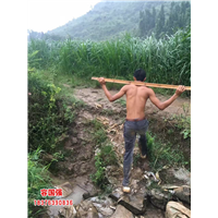 广西酸柚苗|广西柠檬苗|广西枳壳苗