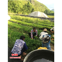 广西酸梅苗|广西酸梅嫁接苗