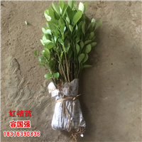 广西红桔苗|广西红桔小苗