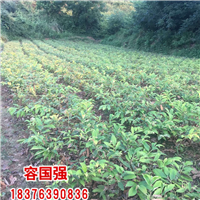 广西红桔小苗|广西酸桔苗|广西酸柚苗