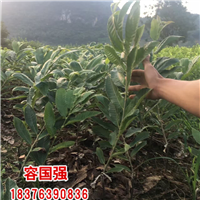 广西酸桔苗|广西酸柚苗|广西柠檬苗
