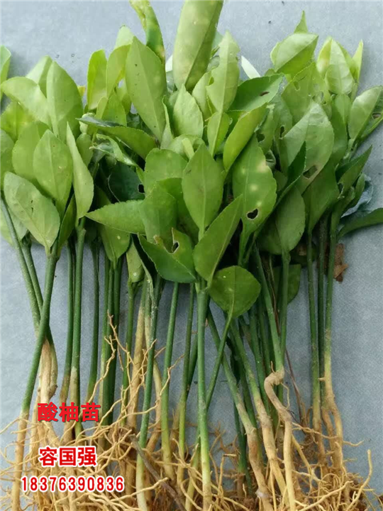 广西毛桃苗|广西板栗嫁接苗