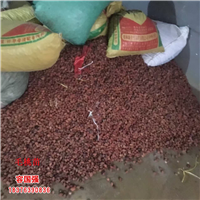广西毛桃苗