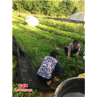 广西酸柚苗|广西柠檬苗|广西枳壳苗