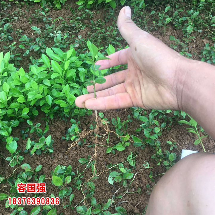 广西酸柚苗|广西柠檬苗|广西枳壳苗