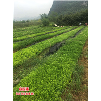广西毛桃苗|广西板栗嫁接苗|广西板栗