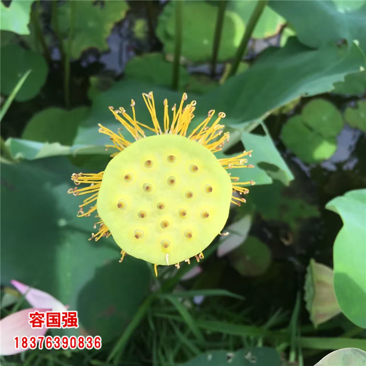 广西酸柚苗|广西柠檬苗|广西枳壳苗