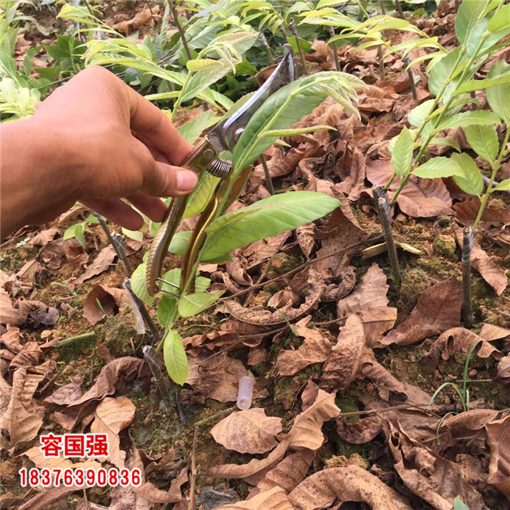 广西酸柚苗|广西柠檬苗|广西枳壳苗