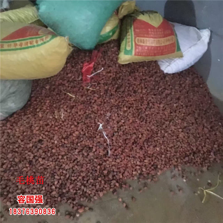 广西毛桃苗