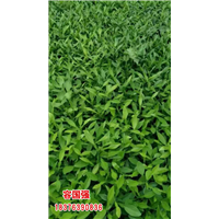 广西酸桔苗|广西酸柚苗|广西柠檬苗