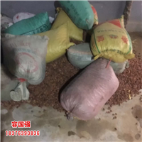 广西酸柚苗|广西柠檬苗|广西枳壳苗