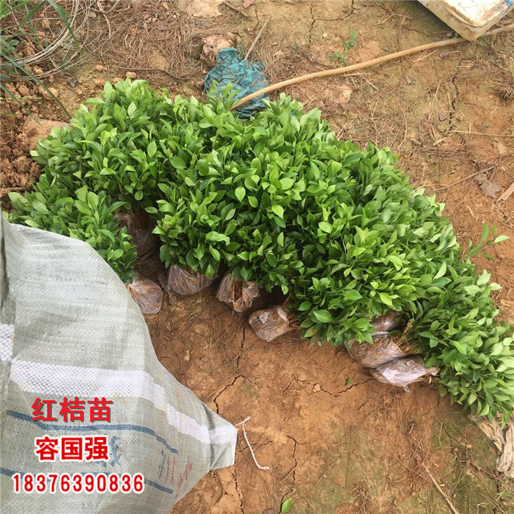 广西红桔苗|广西红桔小苗