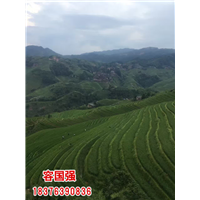 广西酸桔苗|广西酸柚苗|广西柠檬苗