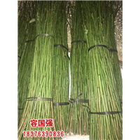 广西毛桃苗|广西板栗嫁接苗