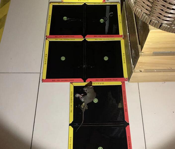 宿州灭老鼠公司