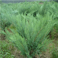 馒头柳|陕西馒头柳价格|陕西馒头柳出售 