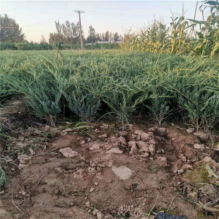 供应馒头柳，陕西馒头柳|陕西馒头柳基地|榆林馒头柳批发基地 