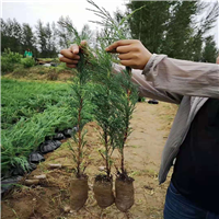 馒头柳-陕西馒头柳价格-陕西榆林馒头柳-供应陕西优质馒头柳 