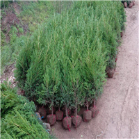 陕西馒头柳种植基地 