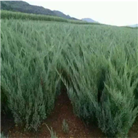 陕西馒头柳种植基地-陕西馒头柳苗木-陕西馒头柳价格 