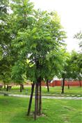 漳州桃心木基地－供应扶桑｜供应栀子花｜供应软枝黄蝉 
