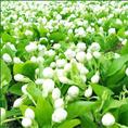 马口茉莉花－福建栀子花｜福建软枝黄蝉｜福建红花继木 