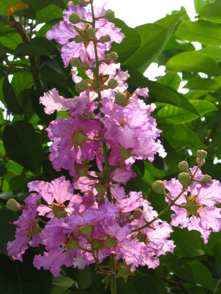 供应红绒球｜供应扶桑｜供应栀子花 
