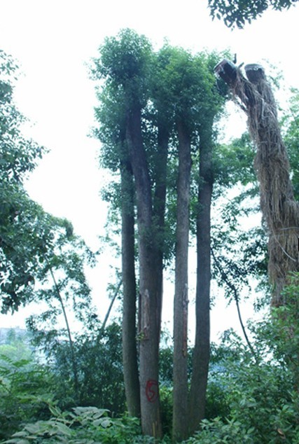 湖南**￥长沙移植骨架香樟树◆价格&宁乡香樟树批发