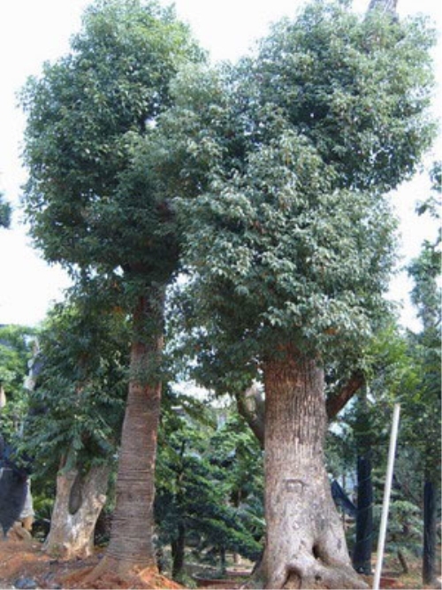 湖南**￥长沙移植骨架香樟树◆价格&宁乡香樟树批发