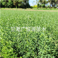 甘肃砂生槐种植基地