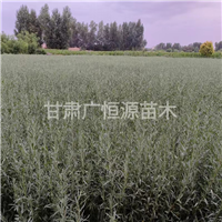 甘肃四翅滨藜苗