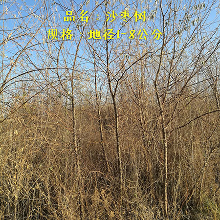 甘肃沙枣树苗
