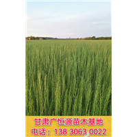一年生梭梭苗40公分梭梭树苗原产地 