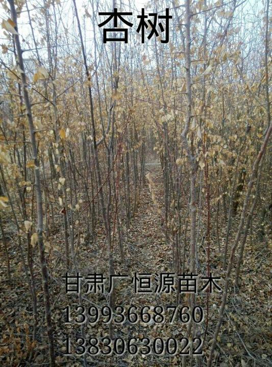 甘肃杏树销售@优质杏树基地@批发