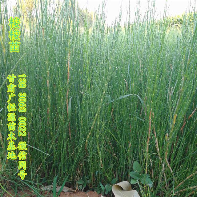供应优质一炷香梭梭草