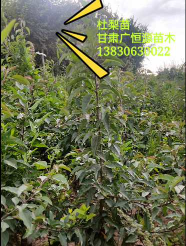杜梨树苗苗木基地供应商杜梨 