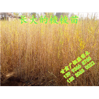 甘肃梭梭树苗 