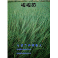 梭梭树 