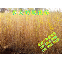 甘肃梭梭基地一年生梭梭苗 