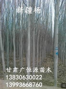 新疆杨基地出售1-15公分新疆杨树 