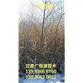 甘肃沙枣树批发#优质沙枣树#供应沙枣树