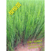 甘肃沙枣树苗┃甘肃红柳苗