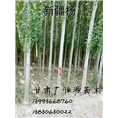 甘肃新疆杨 