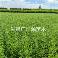 甘肃砂生槐