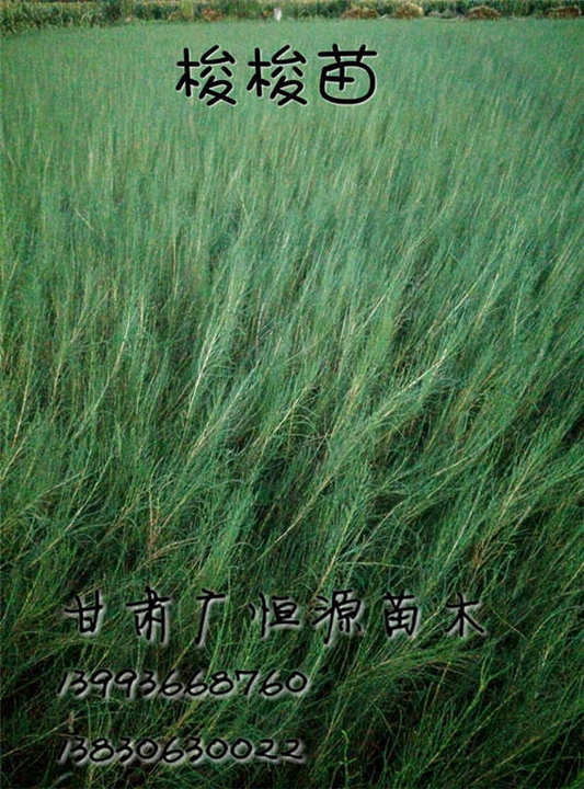 梭梭苗 