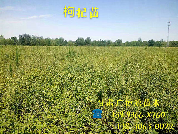 甘肃沙枣树苗┃甘肃红柳苗