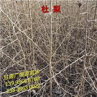 甘肃梭梭苗 