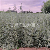 甘肃四翅滨藜苗批发