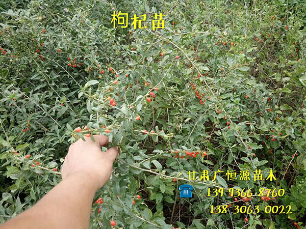 甘肃梭梭苗