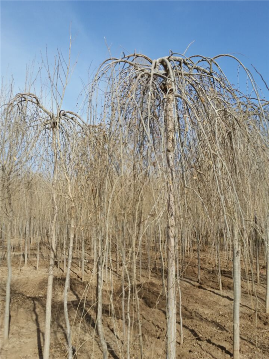 甘肃垂榆@供应甘肃垂榆@优质垂榆基地